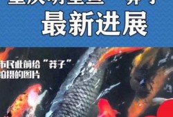 最新偷鱼爆料新闻事件,揭秘黑幕，渔民权益再受挑战