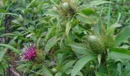 白术最新技能爆料图,神秘力量觉醒，战力再升级！