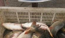 最新偷鱼爆料新闻事件,揭秘黑幕，渔民权益再受挑战